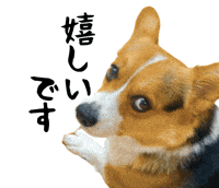 Corgi Milo GIF