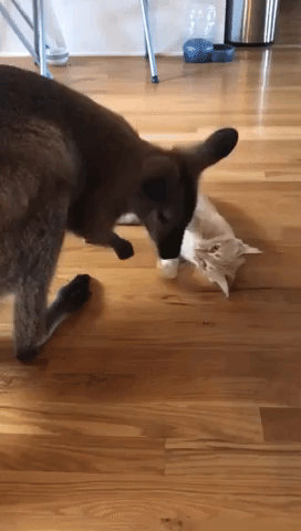 Wild Wallaby vs Courageous Cat: The Must-See Battle of the Year