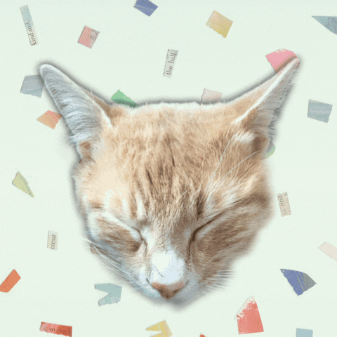 papierconfetti giphyupload curated cutecat whimsical GIF