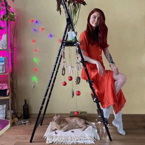 KittyWildAdventure giphyupload GIF