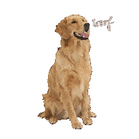 seehercreate dog new post aesthetic boho Sticker