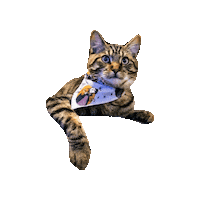 Cat Sticker by Geekster Pets