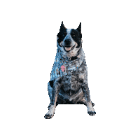 Cattle Dog Wendy Sticker by Geekster Pets