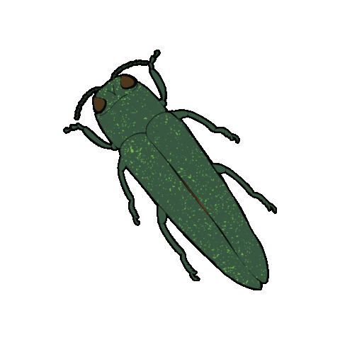 cfia_acia giphygifmaker canada plant plants Sticker