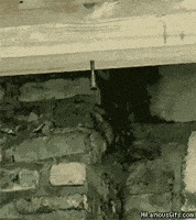 carpenter GIF
