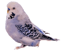 Bird Pet Sticker