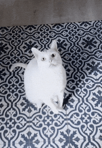 Bonk GIF