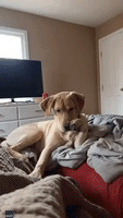 Goofy Canine Seems Pawsitively Confused by His Own Feet