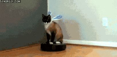 easter bunny cat GIF by Cheezburger