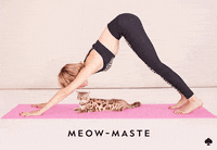 cat GIF by kate spade new york
