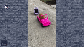 Guinea Pig Buddies Enjoy a Sunny Spin in Mini Jeep and Trailer