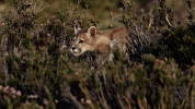 symphony for our world GIF by Nat Geo Wild 