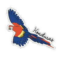 Catracho Guacamaya Sticker by Visit Honduras