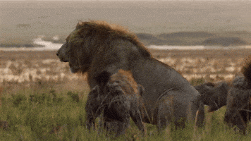 big cat GIF by BBC Earth