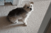 upvote GIF