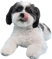 Dog Puppy Sticker