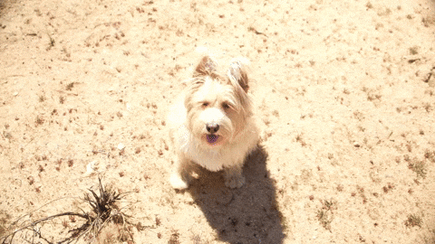 Dog Dmt GIF by Bay Ledges