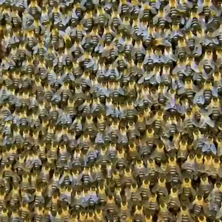 justviralnet giphyupload wow nature awesome GIF