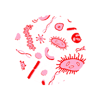Canestenau biology cells canestenudou Sticker