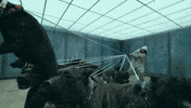 Dogs GIF by SLANG