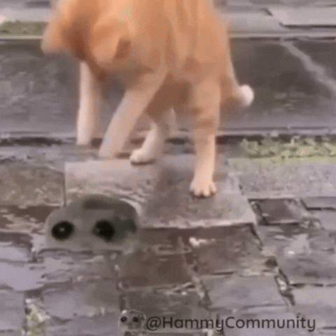 Dance Dancing GIF by Sad Hamster