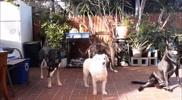Good Rescue Doggos Wait Patiently for Dinner