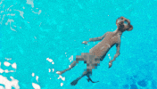 Pool Swimming GIF by Compare the Market