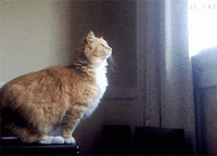 Ho GIF