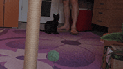 Pounce Black Cat GIF