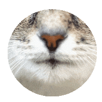 PanaceaVetsClinic cats pets vets petlover Sticker