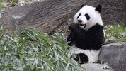 Hungry Panda Bear GIF by ZooATL
