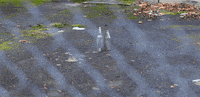 link portland GIF by hateplow