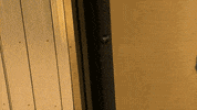 Nova Scotia Canada GIF by The Coast - Halifax/Kjipuktuk