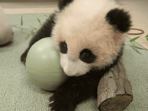 Baby Animals Lol GIF by San Diego Zoo Wildlife Alliance