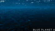 bbc one ocean GIF by BBC