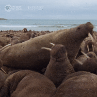 Pbs Nature Crowd GIF by Nature on PBS