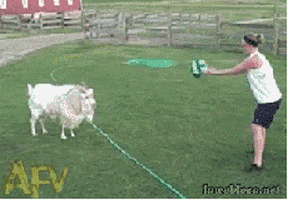 GIF by Random Goat