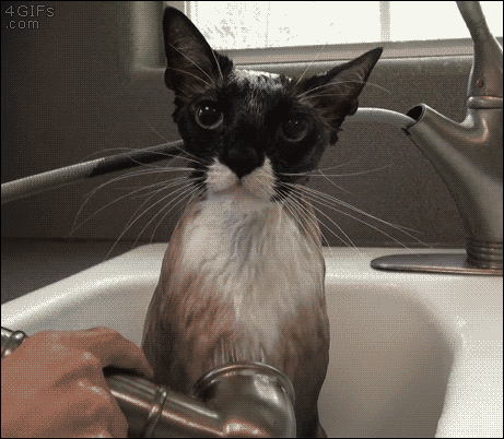 cat bath time GIF