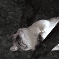 Komaru Creaking GIF