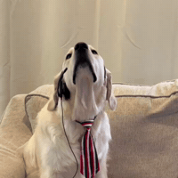 Angry Golden Retriever GIF by Rigatoni