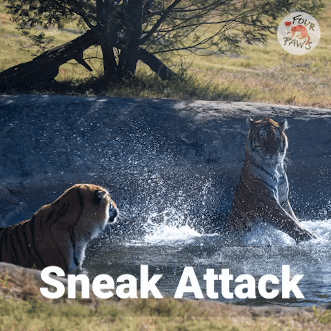 Sneak Attack Fun GIF by FOUR PAWS