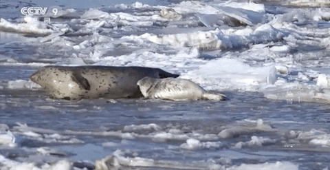 cuteanimalland giphyupload GIF