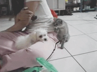 annoying tag GIF by Cheezburger
