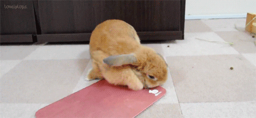 bunny GIF