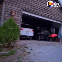 Pig Cow GIF by The Dodo