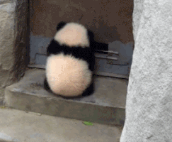Panda Fu GIF