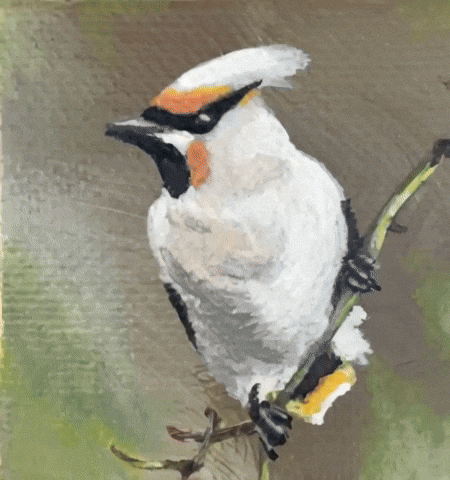 Finch Bird Watching GIF