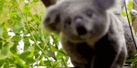 koala GIF