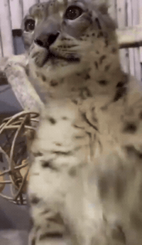 Big Cat Attention GIF by Extreme Improv