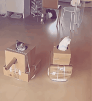 Fight Cat GIF by Respective